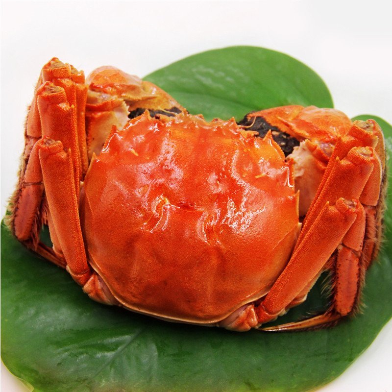 现货 苏蟹皇六月黄大闸蟹 2.4-2.8两 8只装 鲜活生鲜螃蟹包邮