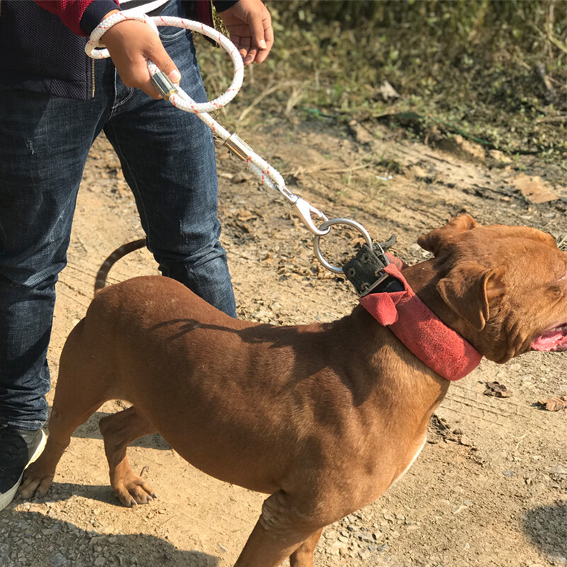 狗狗牵引绳遛狗绳狗链中型犬大型犬猛犬比特犬金毛拉布拉多专用 icepa
