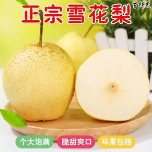 赛卡伊 雪梨正宗大雪花梨新鲜冰糖雪梨 应季水果 10斤批发